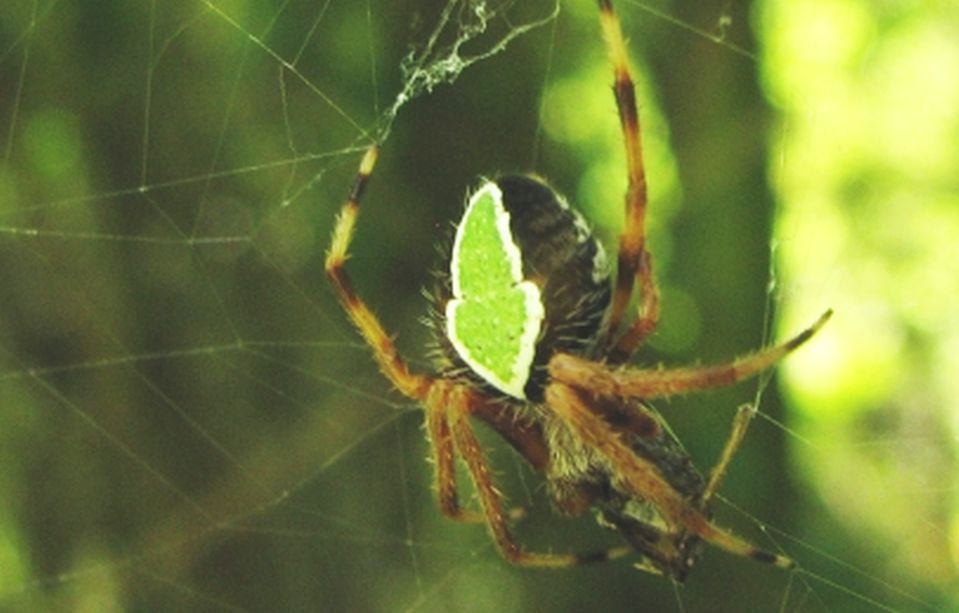 ragno-foglia da Cuba:  Eriophora ravilla (Araneidae)